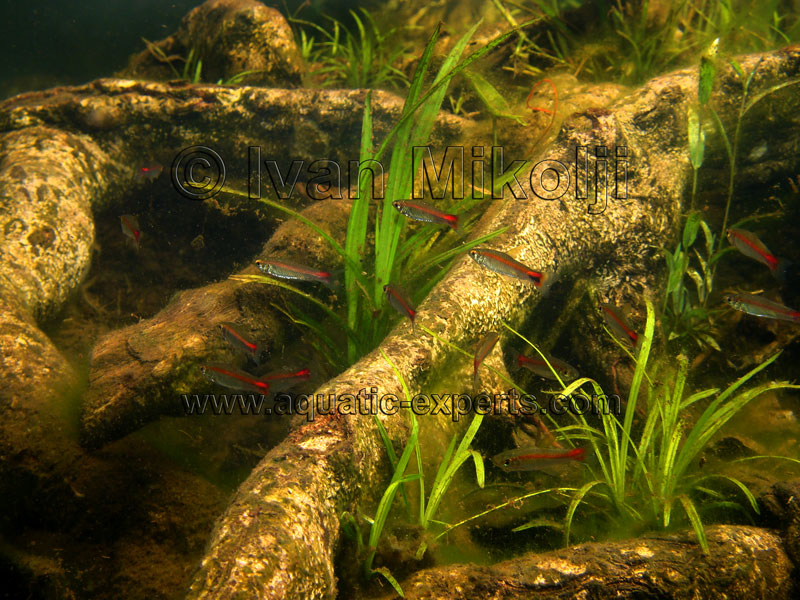 aquarium fish in the wild